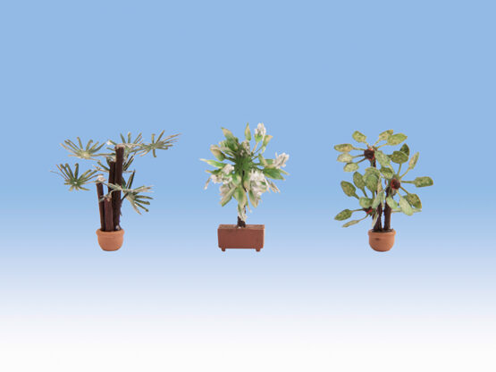 L-C minis Mediterrane Pflanze